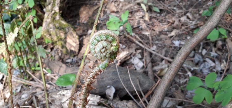 germoglio di felce